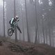 Foggy Woods 2